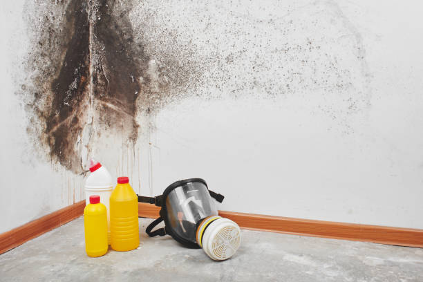 Best Mold Cleaning Services  in Davison, MI