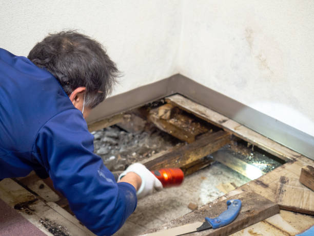 Best Attic Mold Removal  in Davison, MI