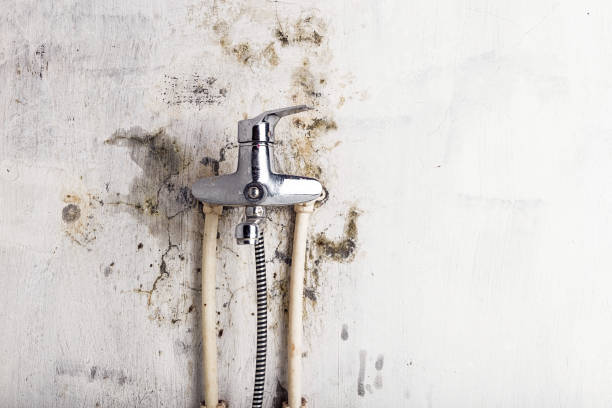 Davison, MI Mold Removal Company