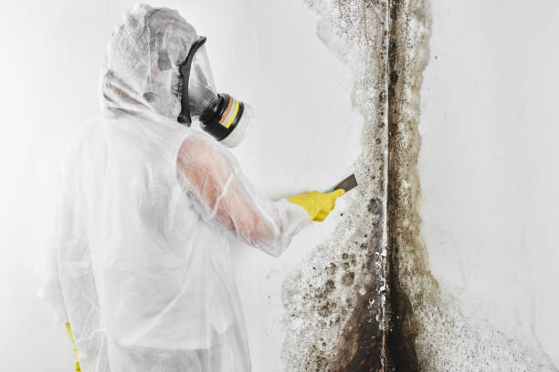 Best Crawl Space Mold Removal  in Davison, MI
