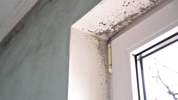 Best Residential Mold Removal  in Davison, MI