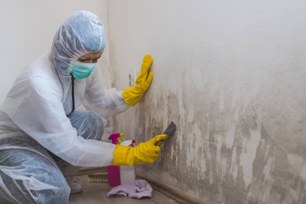 Best Mold Testing  in Davison, MI