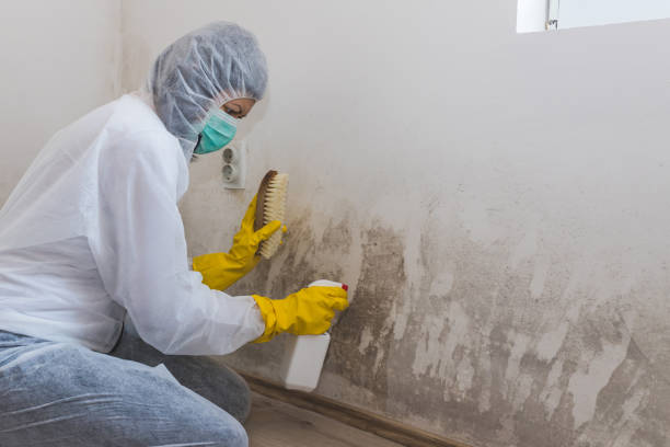 Office Mold Removal Services in Davison, MI
