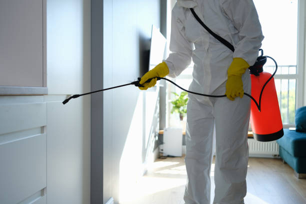 Best Mold Testing and Removal  in Davison, MI