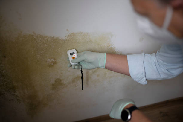 Best Certified Mold Removal  in Davison, MI