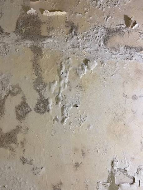 Best Mold Removal Near Me  in Davison, MI