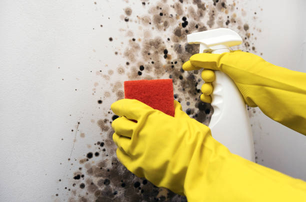 Best Mold Damage Repair  in Davison, MI