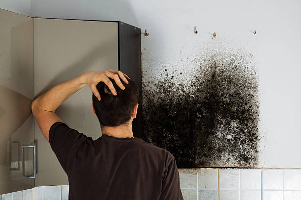 Best Affordable Mold Removal  in Davison, MI