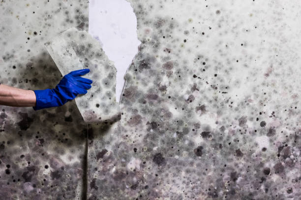 Best Mold Removal Company Near Me  in Davison, MI