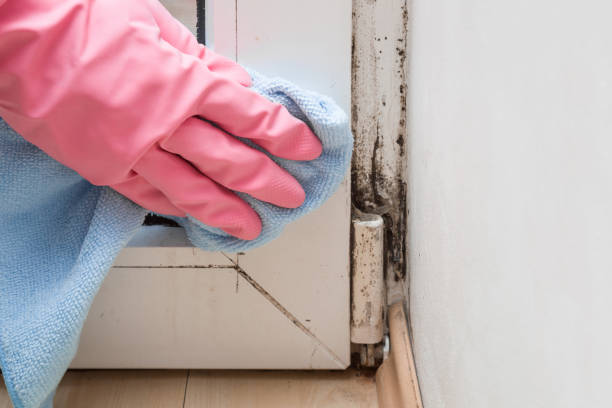 Professional Mold Removal in Davison, MI