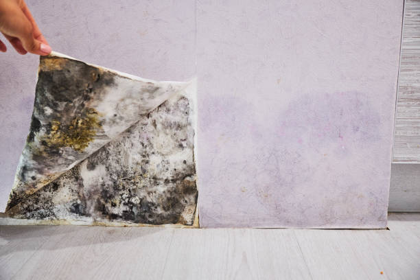 Best Affordable Mold Removal  in Davison, MI